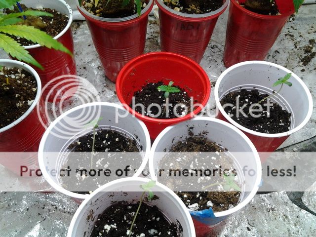 2013-03-21094349_zps82e91f68.jpg