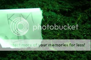 Sprouts-6.jpg