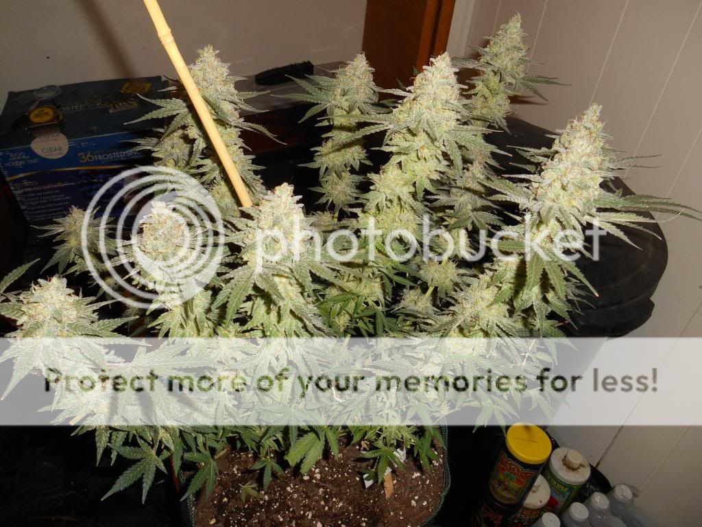 001_zps2c04f3b8.jpg