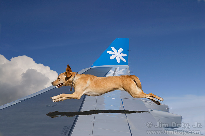 111105_Dog_Plane_10D_8387_7D_6228_w7.jpg