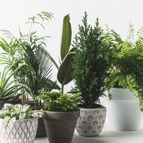 houseplants.jpg