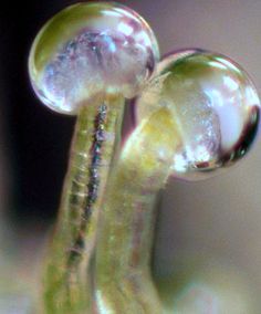 f8b3a6e6793b345c410cba62ff82f43f--bud.jpg