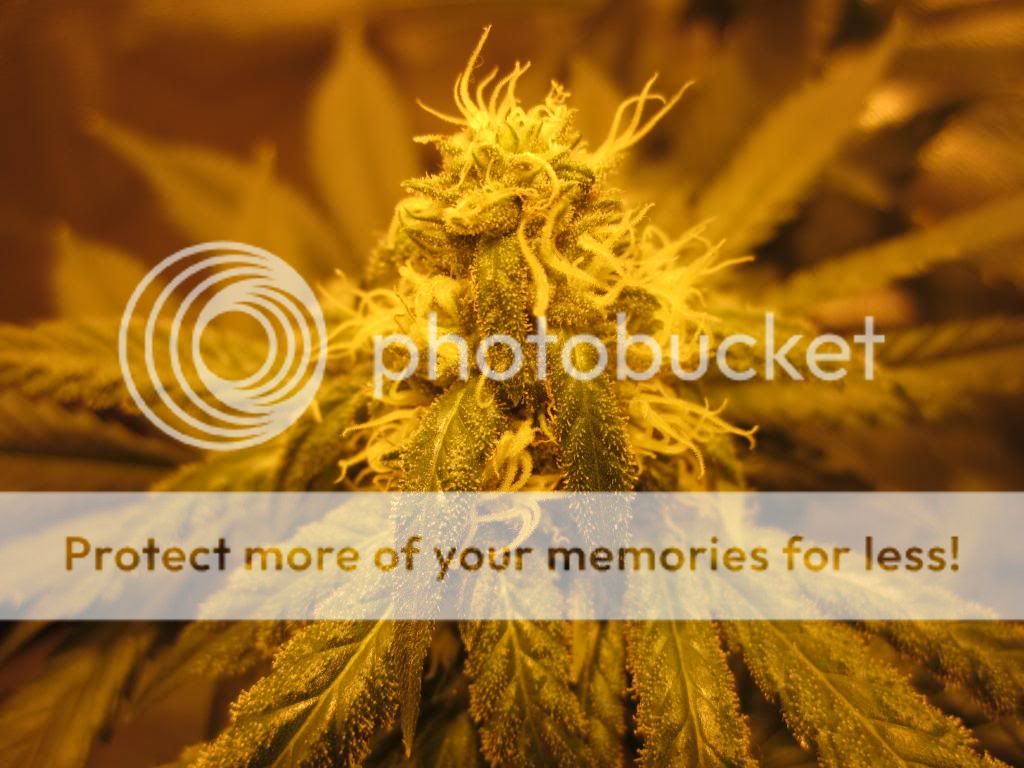 OG1_zpsc74ea343.jpg