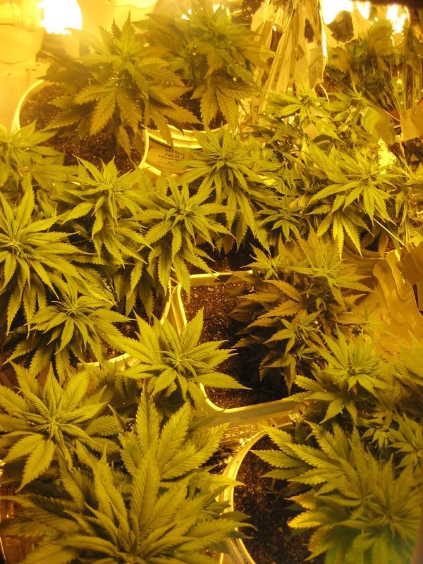 plants112.jpg