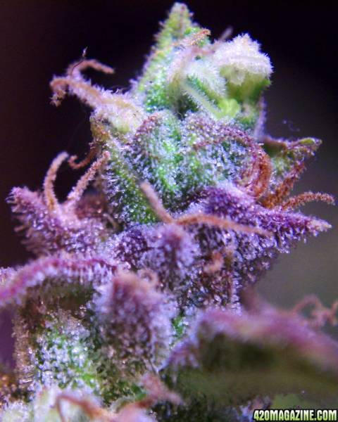 3912clonebud1128.jpg