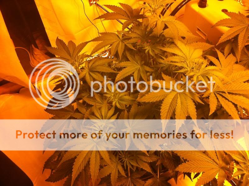 plant1hps.jpg