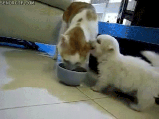 gifs_23.gif