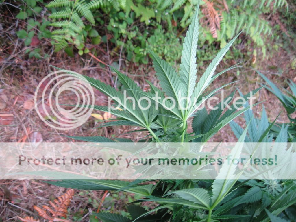 flower5024.jpg