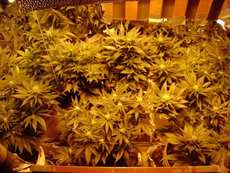 plants137.jpg