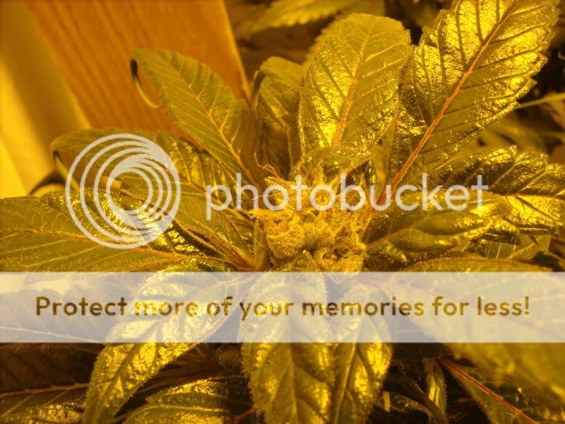 plants17004.jpg