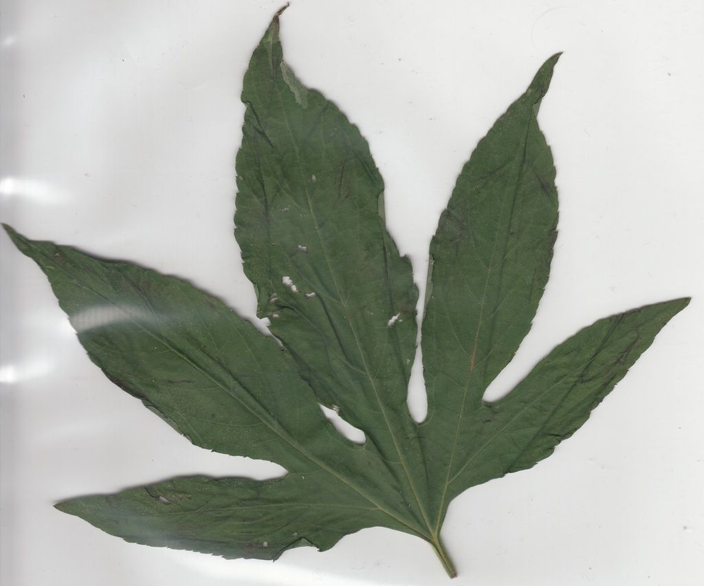 plant1.jpg