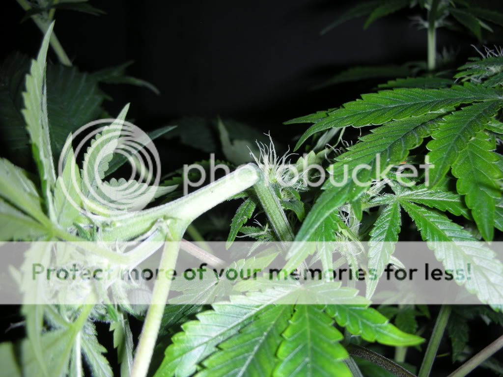 DSCN2701.jpg