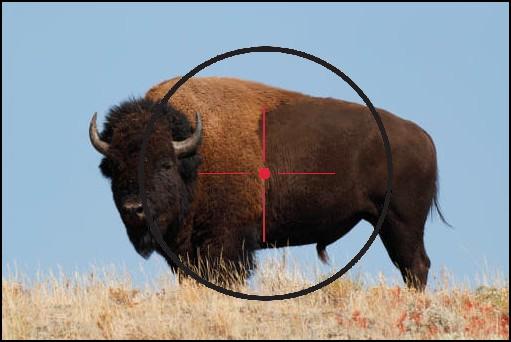 bison+in+target.jpg