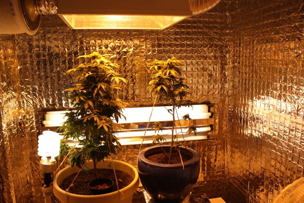 GrowRoom5711.jpg