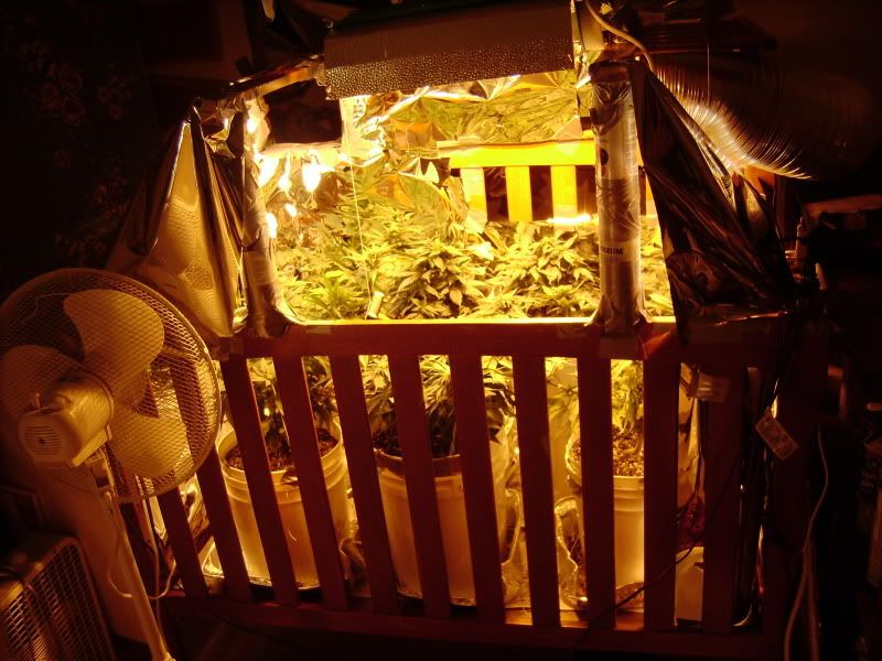 plants131.jpg