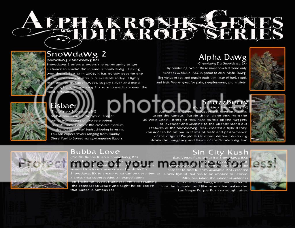 iditarodbackcopy.jpg