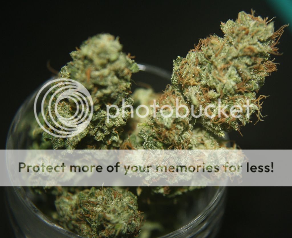 sj9-10buds.jpg