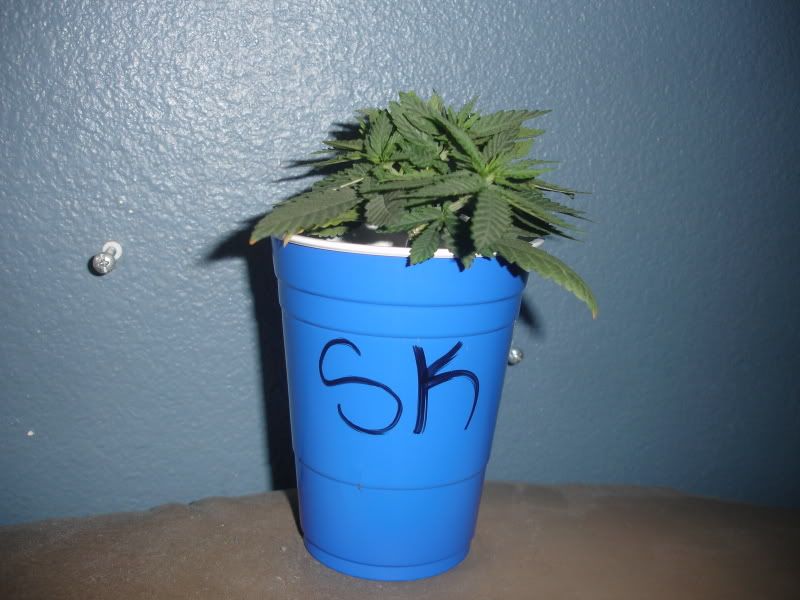 lmaf84bbfsh002.jpg