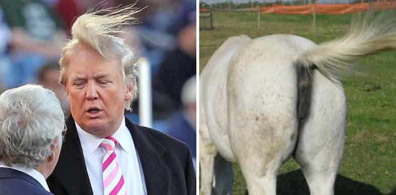 horses_ass_hairstyle_donald_trump.jpg