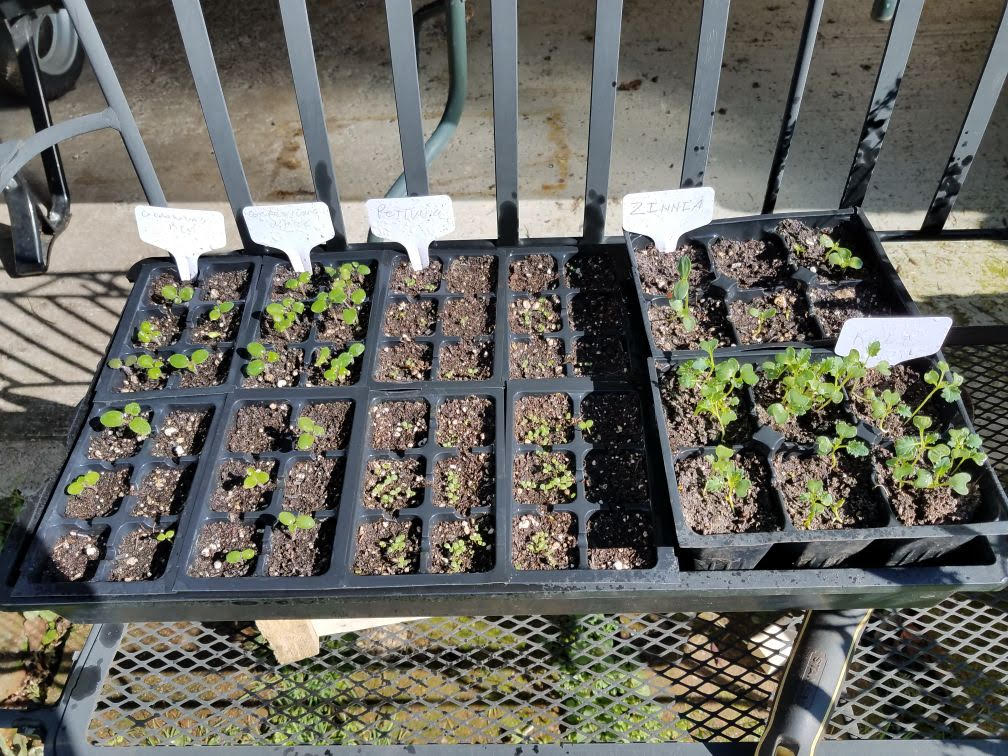 seedlingb3112021.jpg
