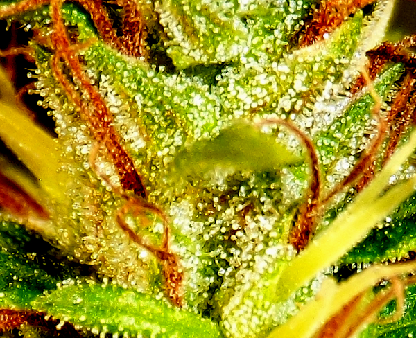 Trichs2BCNov12.png