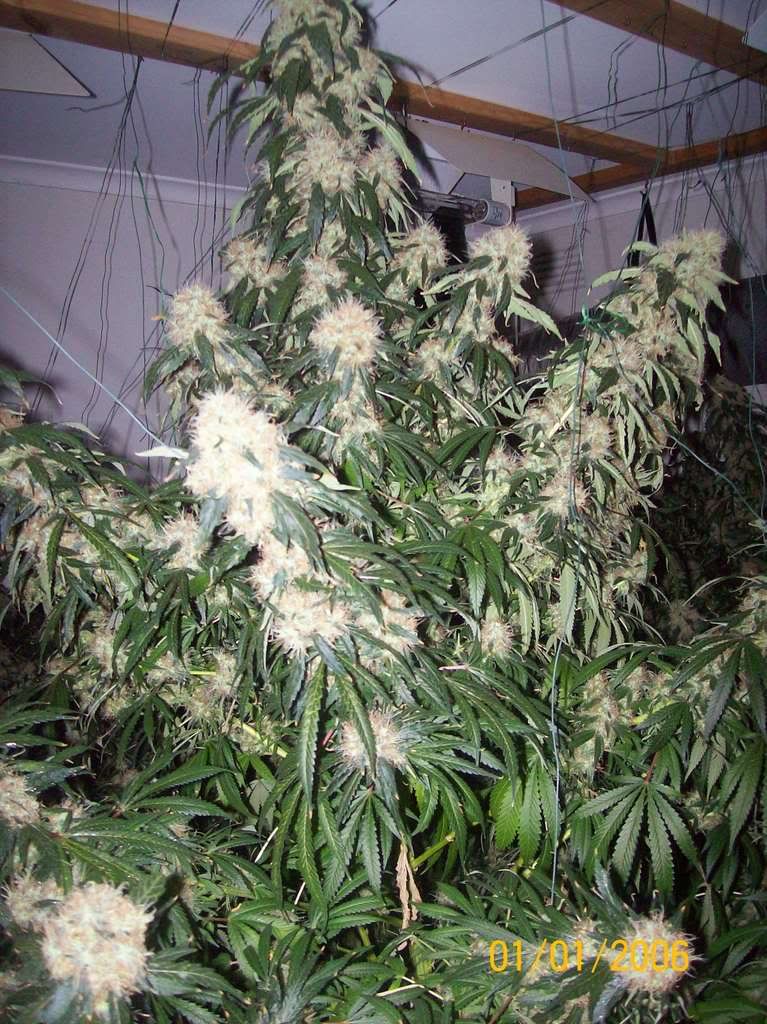 Plants013.jpg