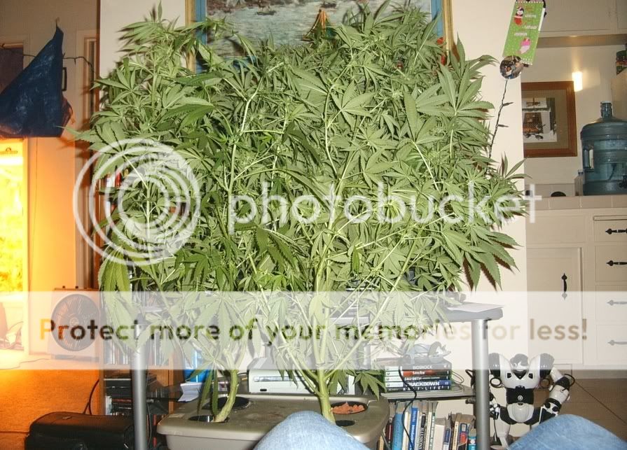 Nace4weekflowering.jpg