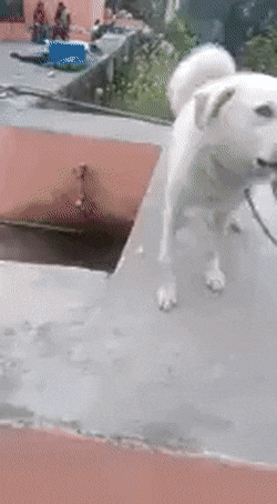 gifs_25.gif