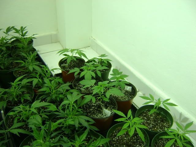 1201veg.jpg