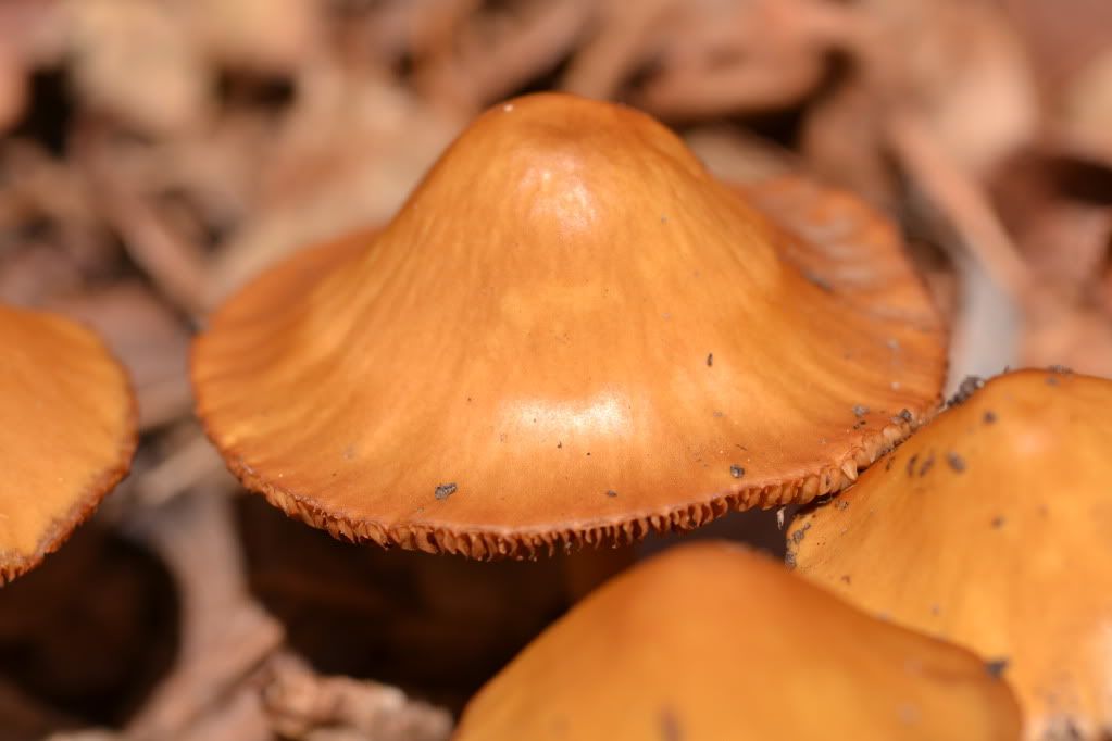 DSC_0091.jpg