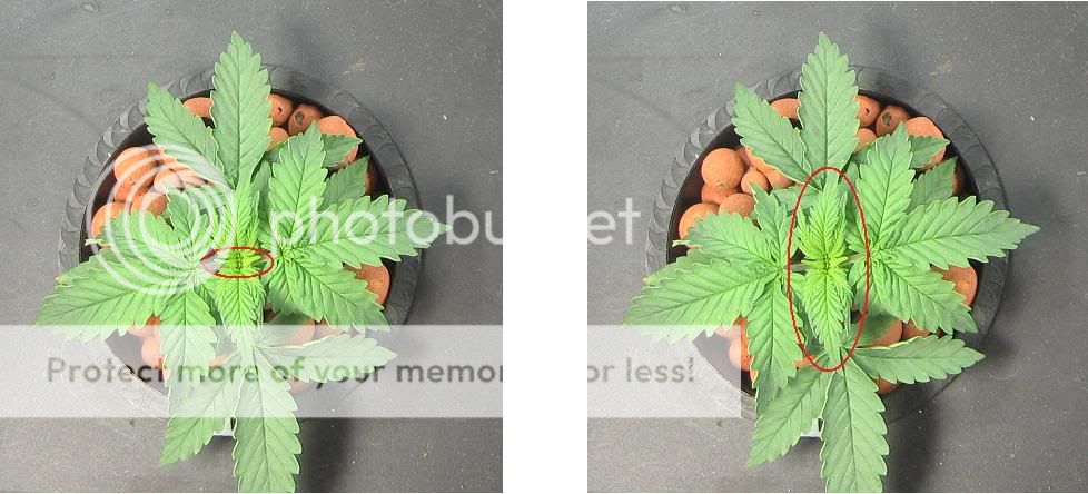 Topping.jpg