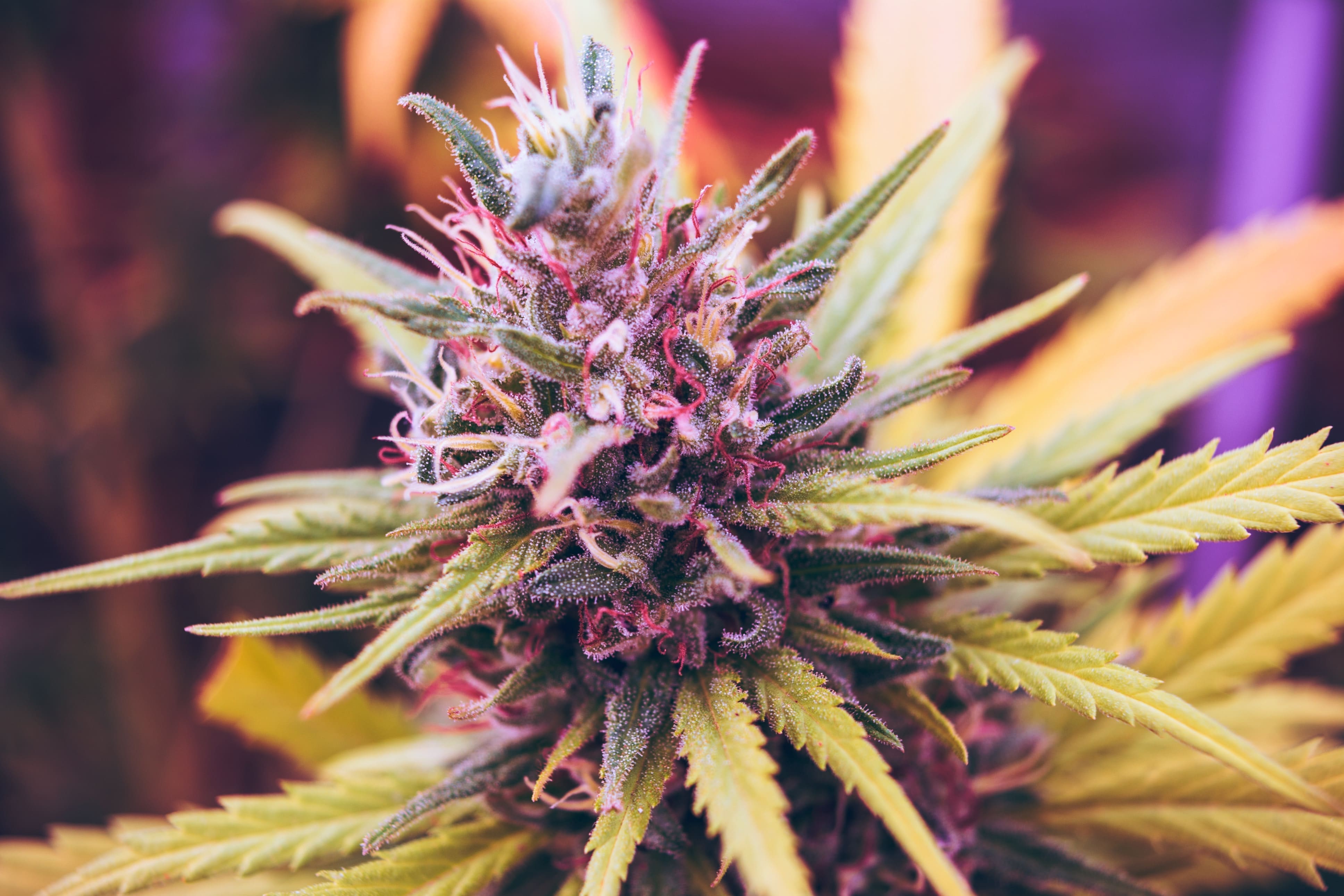 www.marijuanamoment.net