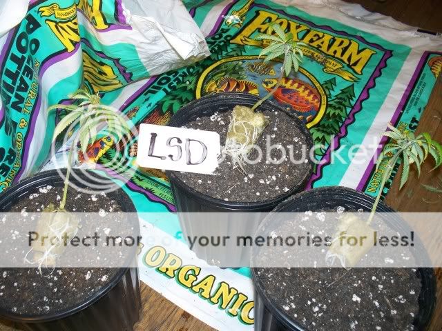 lsd-1.jpg