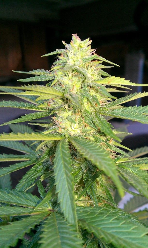 IMAG0715.jpg