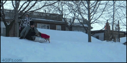 sometimes_animals_are_complete_09.gif