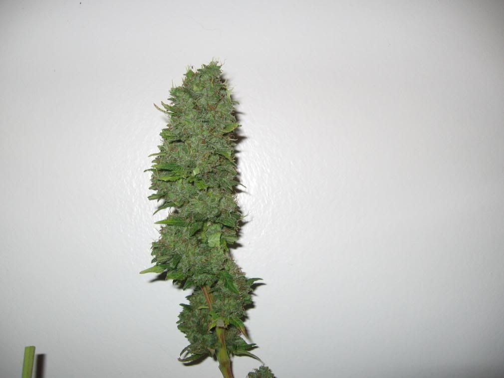 Cindy99428.jpg