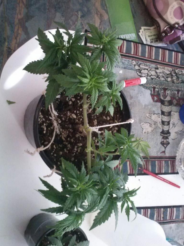 0204131614_zpsaea27856.jpeg