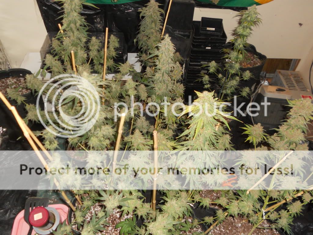 DSCN6018.jpg