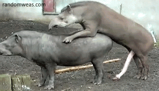 tapir mating | Tumblr