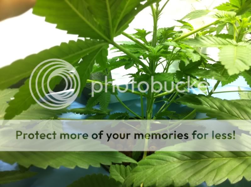 plant1inside.jpg