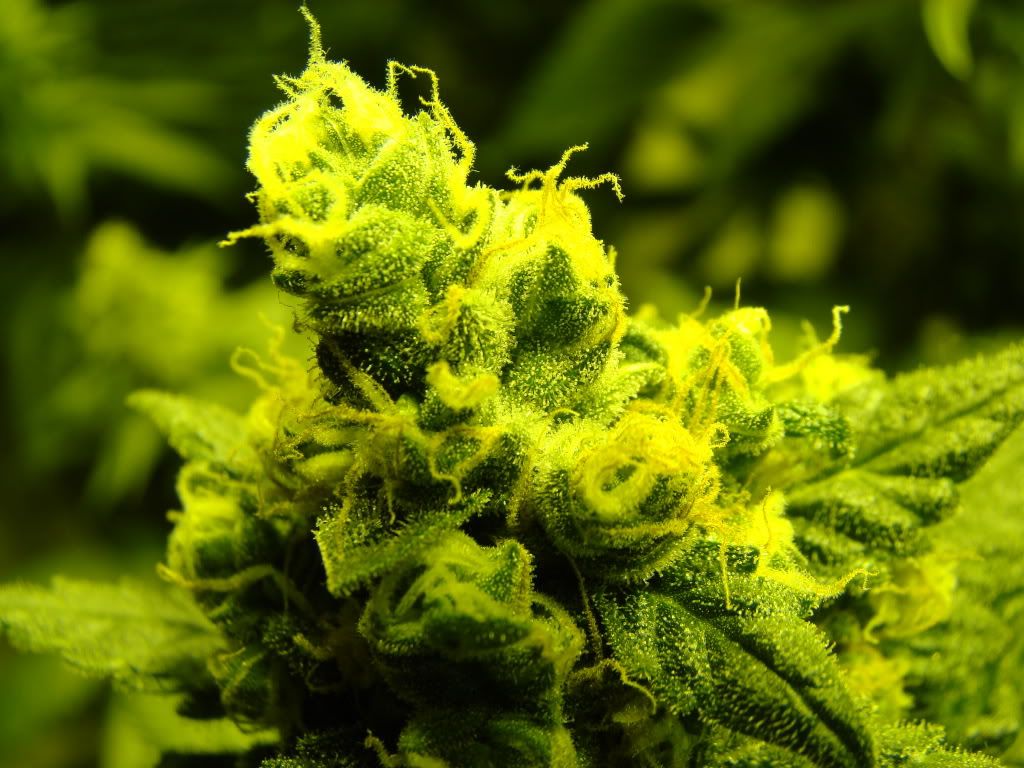 day43flower004.jpg