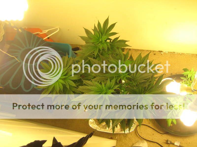 plants212.jpg