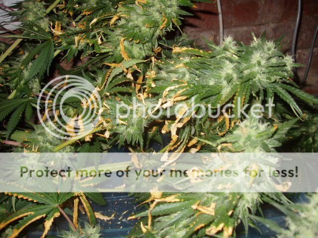 Picture062.jpg