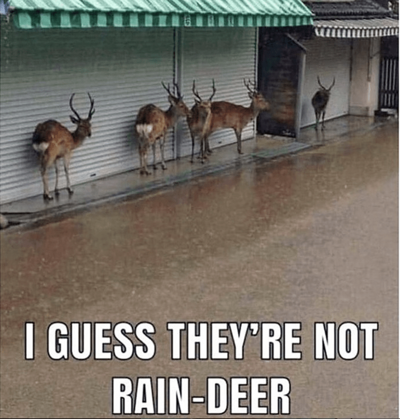 deer-guess-theyre-not-rain-deer