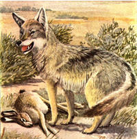 cyte-rbt1.jpg
