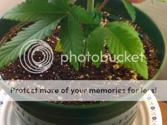 Picture007.jpg