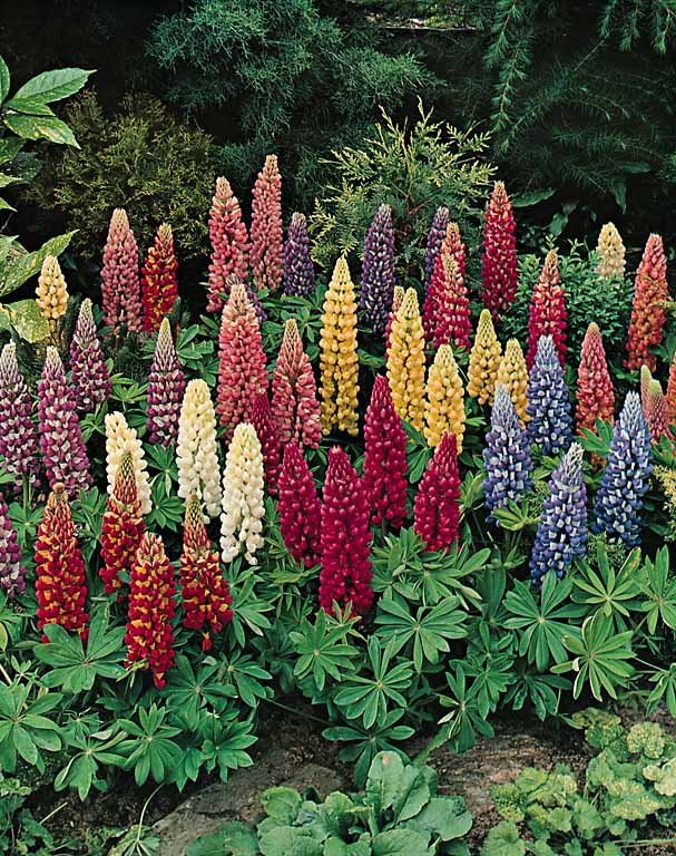 lupine-minarette-dwarf-mix.jpg