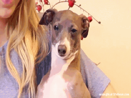 gifs_06.gif