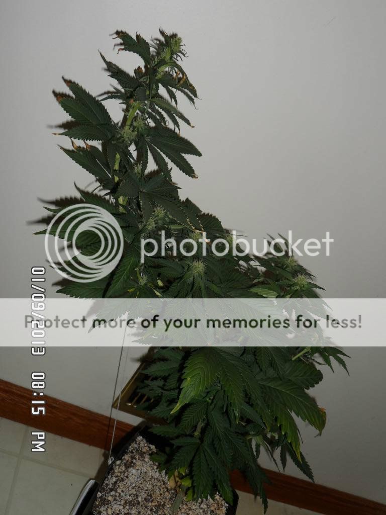 SAM_0604_zpsc6b1d245.jpg