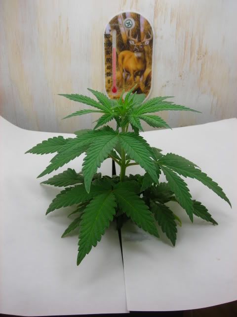 DSCN2039.jpg
